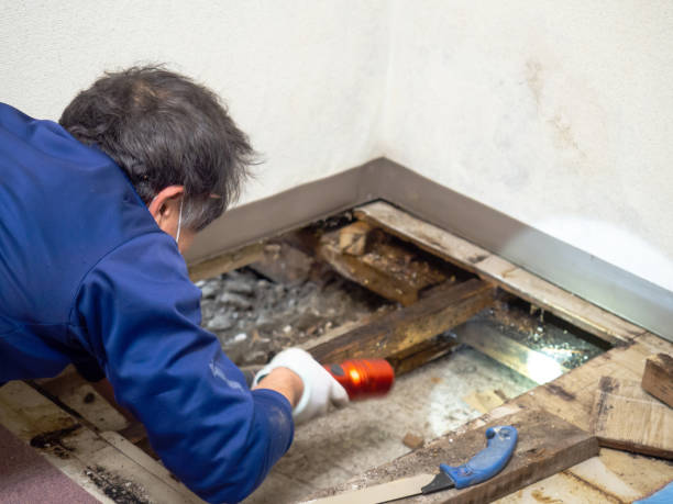 Office Mold Removal Services in Placentia, CA