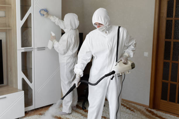 Attic Mold Removal in Placentia, CA