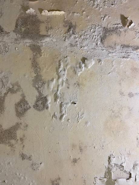 Trusted Placentia, CA Mold Removal Experts