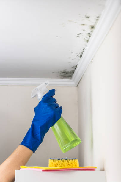 Best Residential Mold Removal  in Placentia, CA