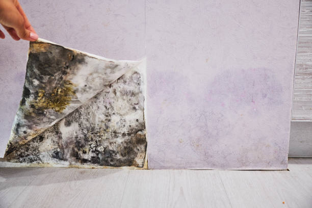 Best Home Mold Removal  in Placentia, CA